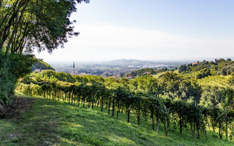 Colline di Breganze (VI)